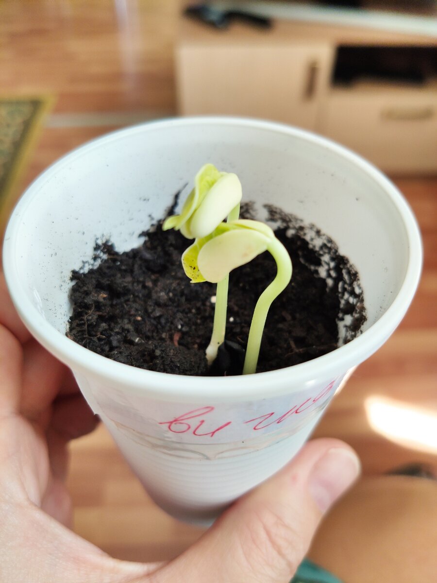 Всходы вигны