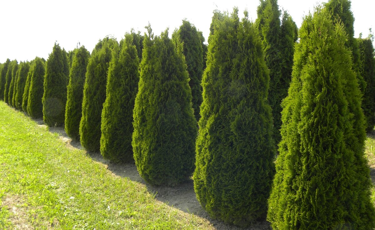 Живые изгороди