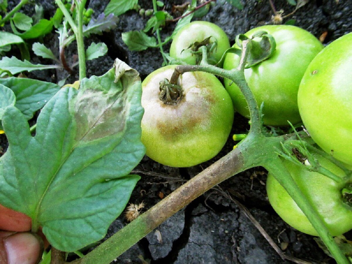 Фитофтороз у томатов фото