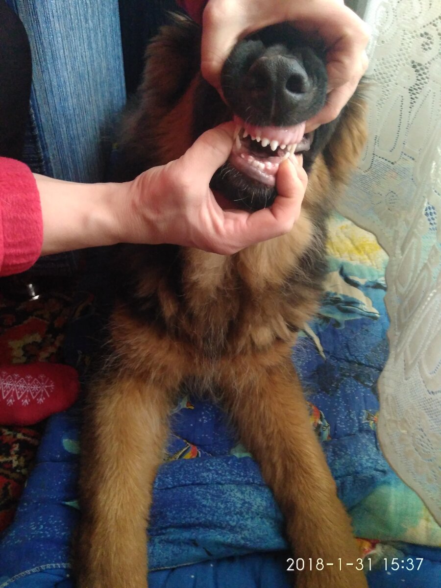 Ремкина голливудская улыбка ))