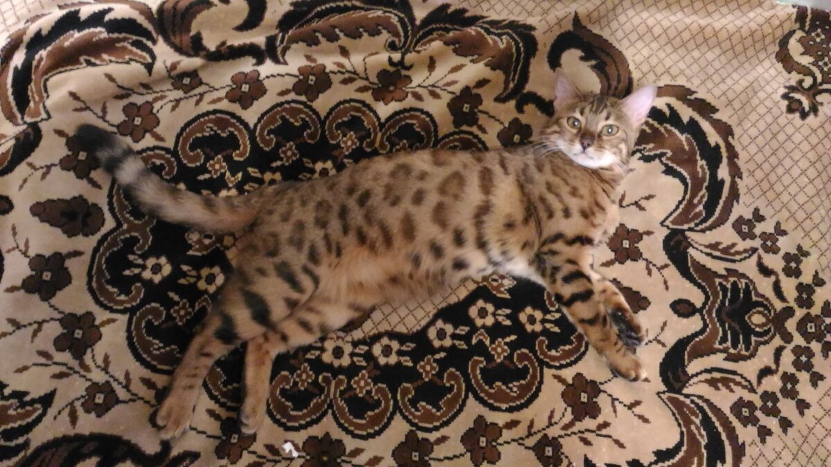 моя красавица