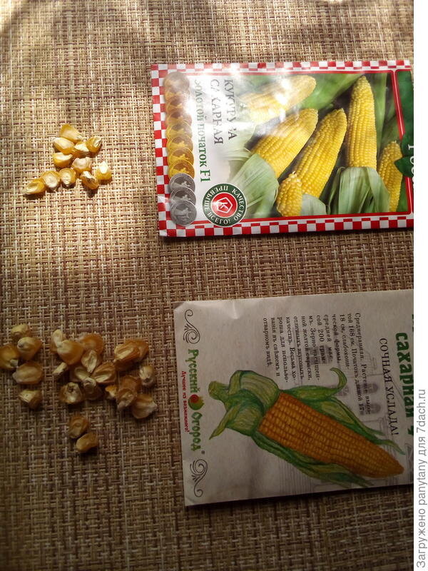 
Семена кукурузы
