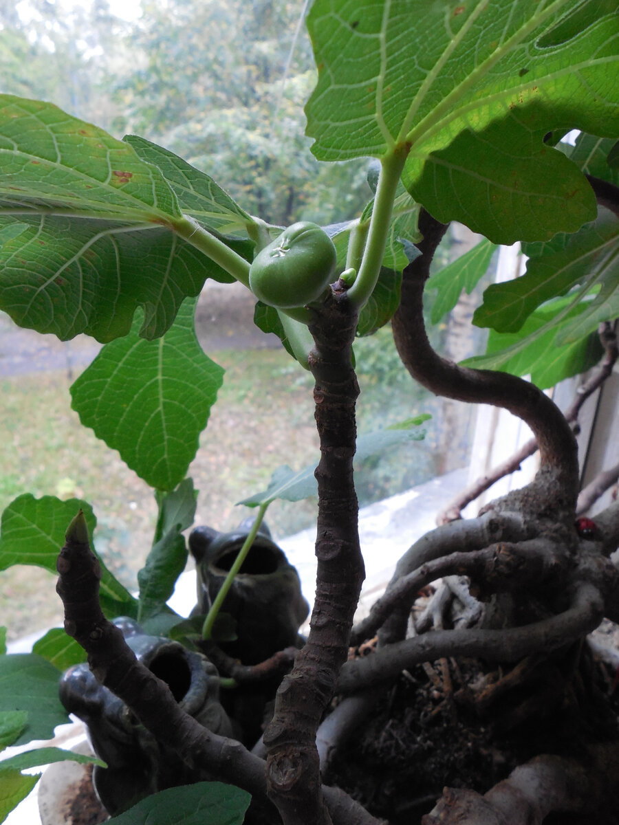 Лягушки получились не очень чётко, зато соцветие (это не плод!) на самом виду! Как выглядит этот бонсай, см. на следующем фото в галерее. листайте!