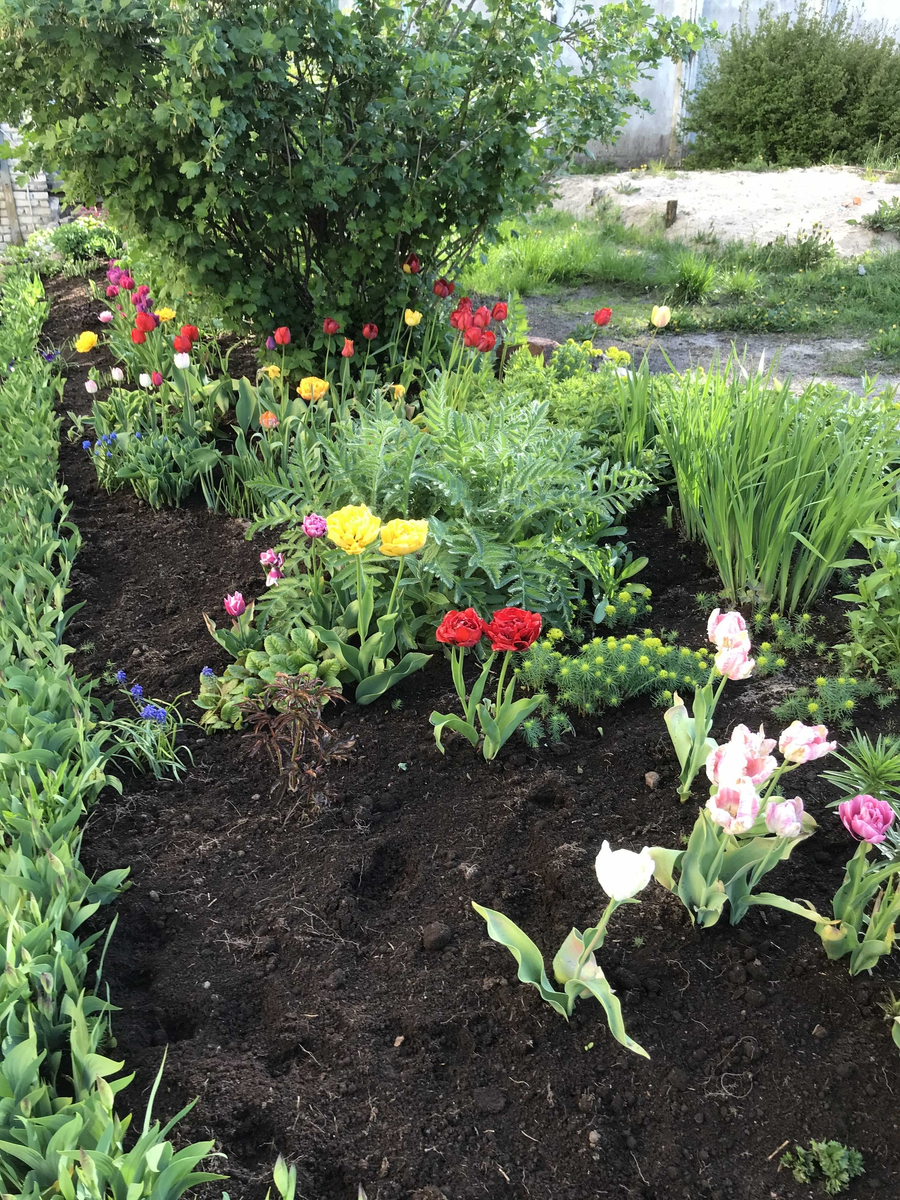 Meine Nachbarin hat ein schönes Blumenbeet gemacht.