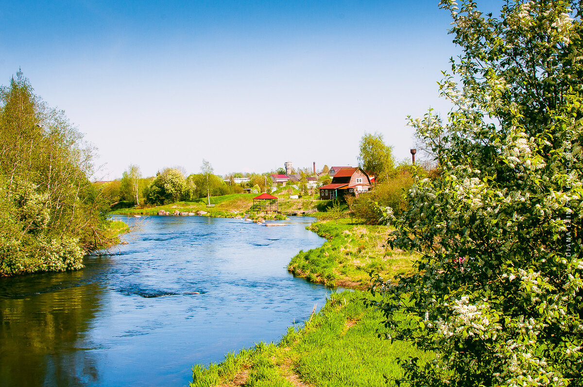 Лукаша коломна. Деревня Лукаши Ленинградская область. Деревня Лукаши. Бор у Лукаши.