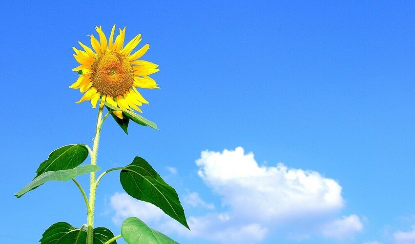 Фото: pixabay.com