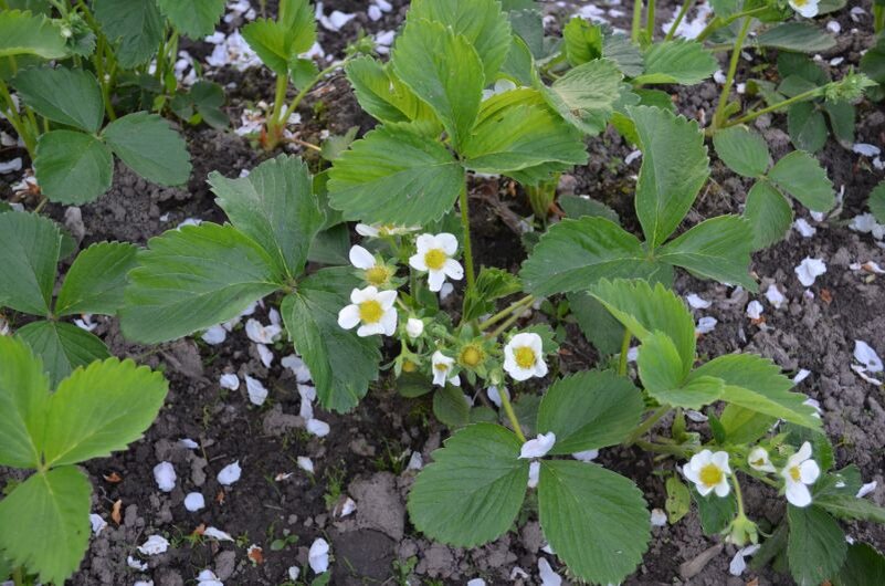 Клубника цветет, а яблоня уже отцвела и лепестки опадают.