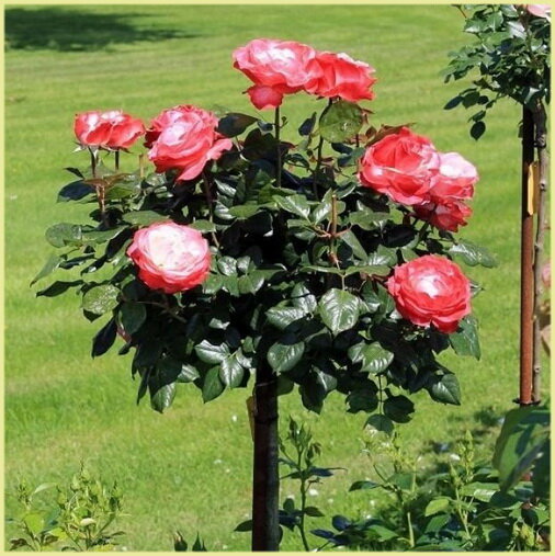 Штамбовая роза. Как избежать сложностей при выращивании?