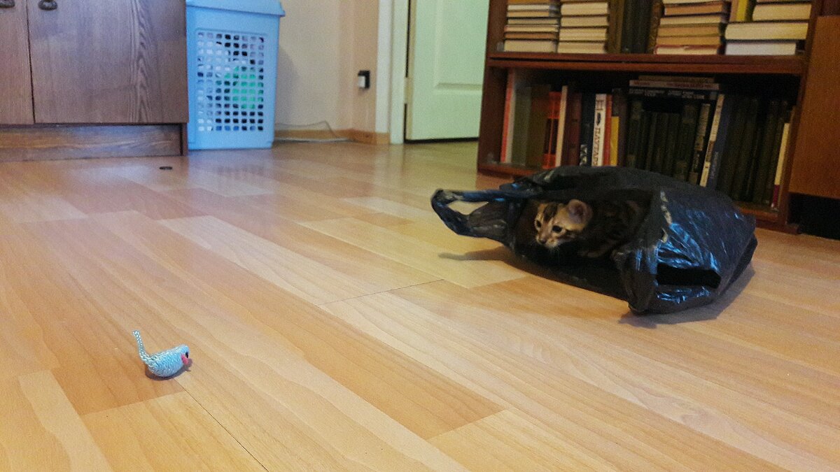 Подготовка к прыжку из засады