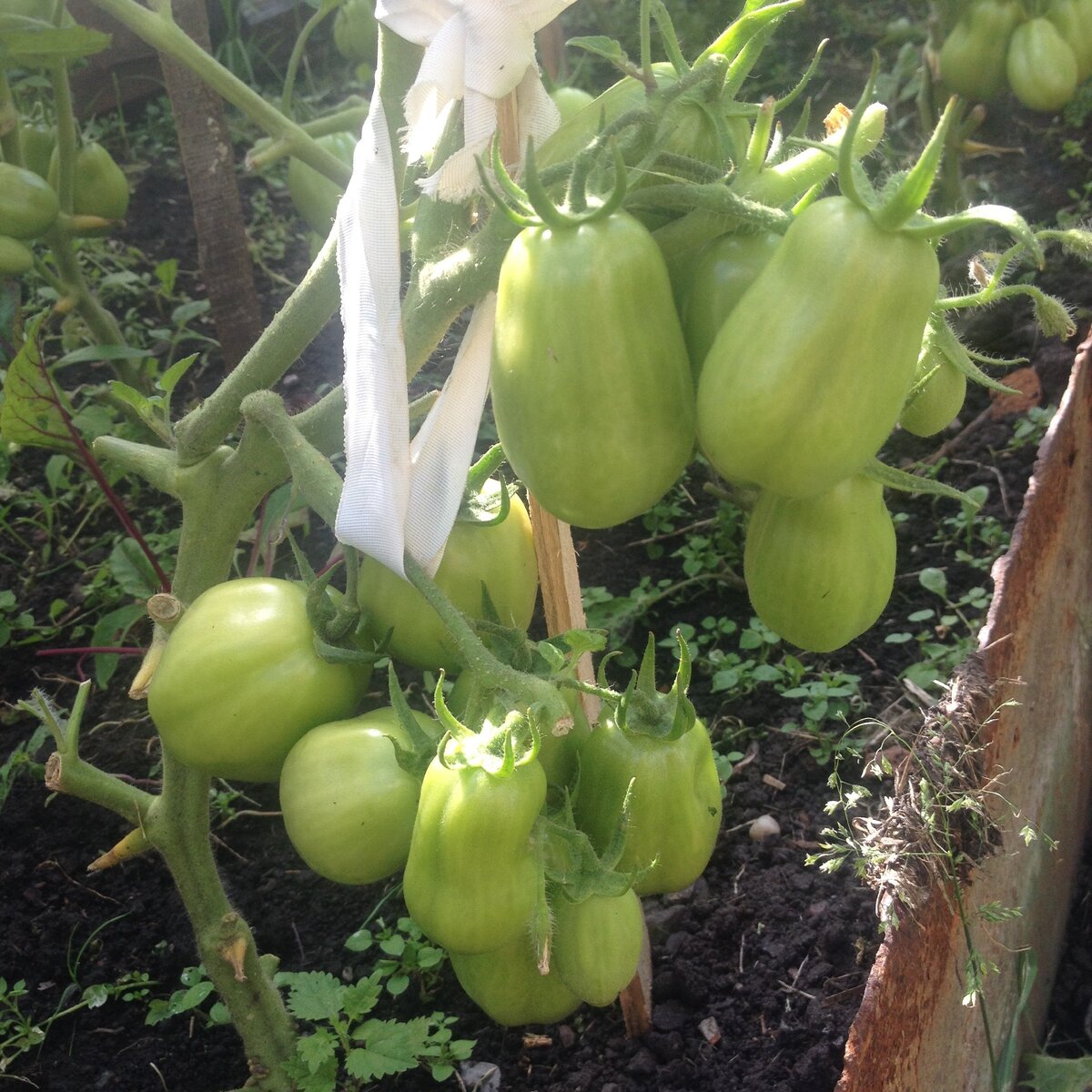 веточки сорта Челнок ломаются от урожая