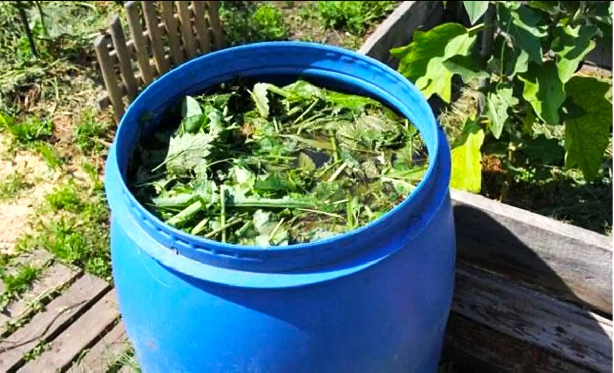 Зеленое удобрение