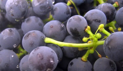 • Содержат множество витаминов (В1, В2, В5, В9, D, E, P) и минеральных веществ (магний, фосфор, калий, марганец, натрий, медь, кальций, йод, железо, молибден, цинк);
 • Дрожжи способны восполнить белковый дефицит в организме;
 • Полезны для микрофлоры кишечника;
 • Содержат аминокислоты;
 • Способствуют снижению холестерина в крови;