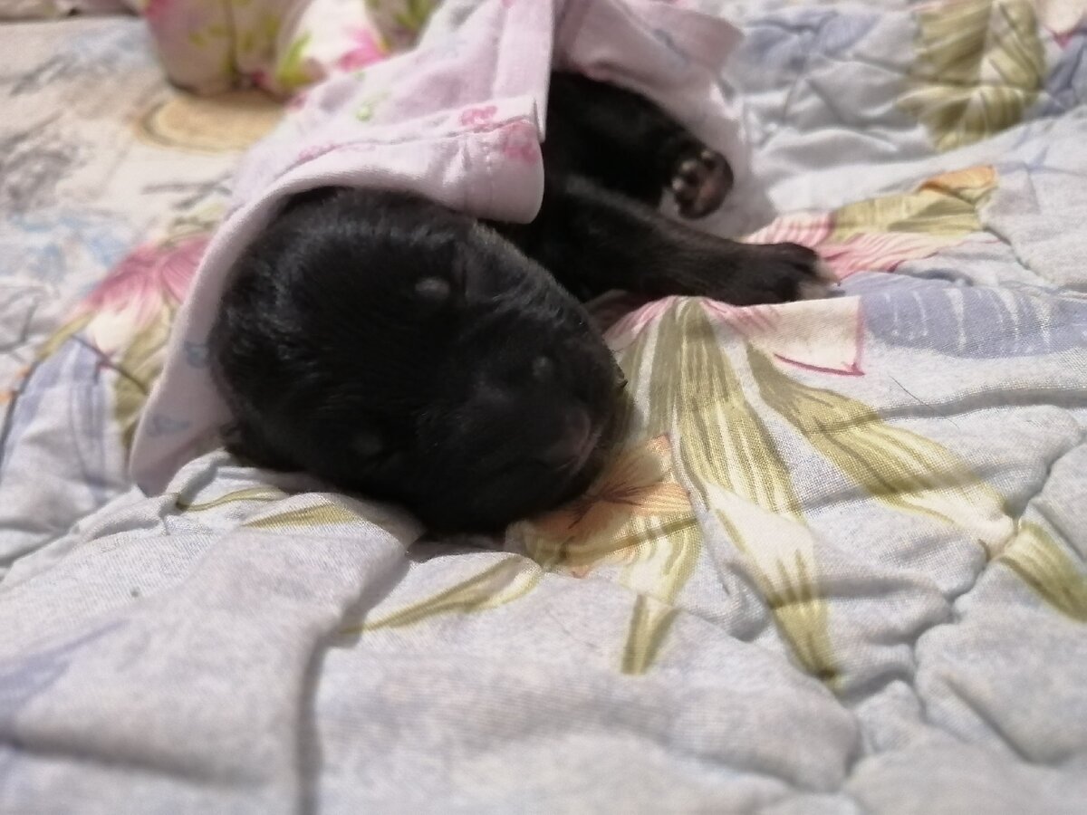 На фото:  ВАЛЬТЕР ФОМ РУССИШЕН ХОФ, 3 дня