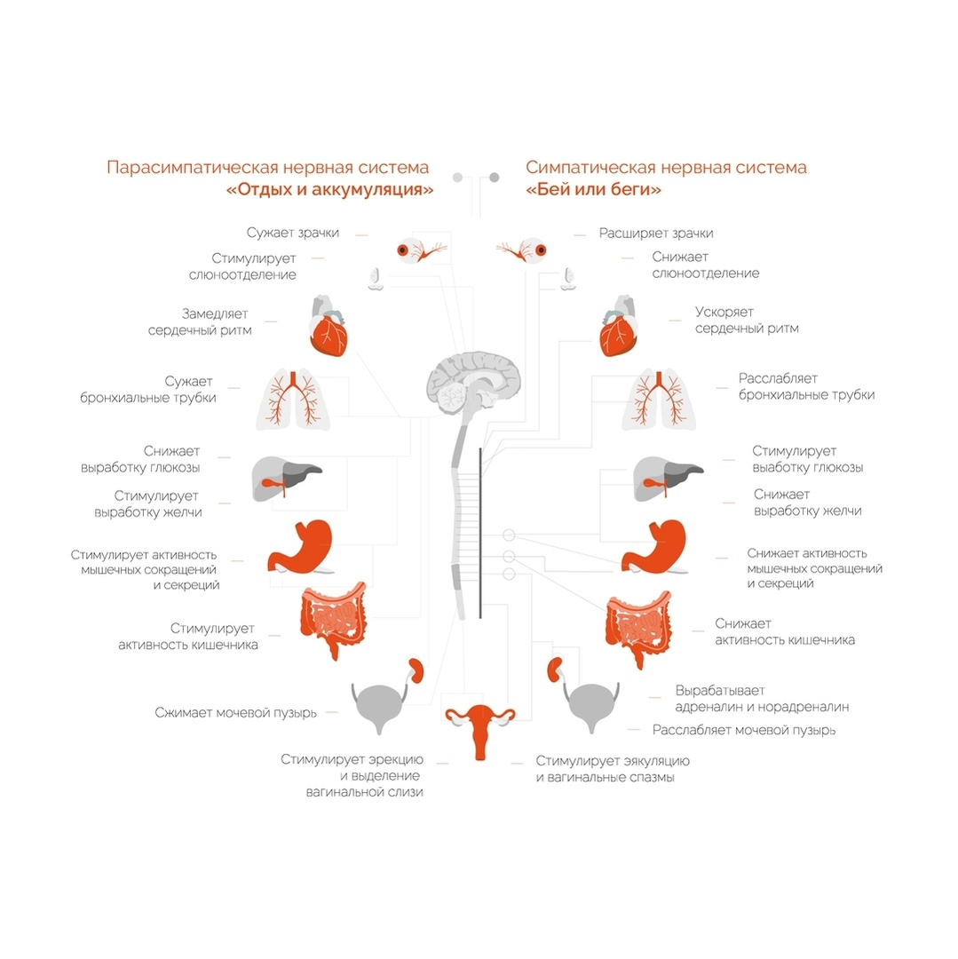 Откуда берется стресс? Физиология процесса. | SmartSpine. Фитнес для  здоровья | Дзен