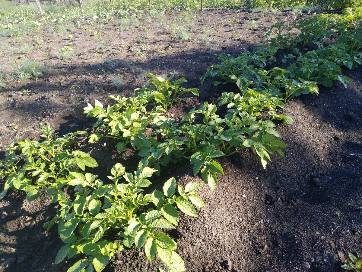 "Картофельная гонка" в разгаре. Участники на ничью не согласны