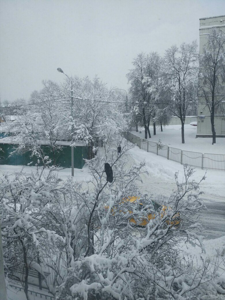 Черноплодка-мутант