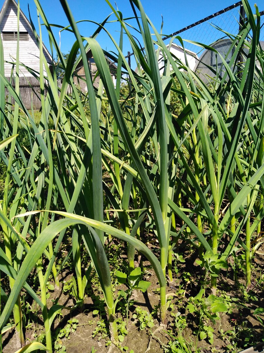 Фото с участка