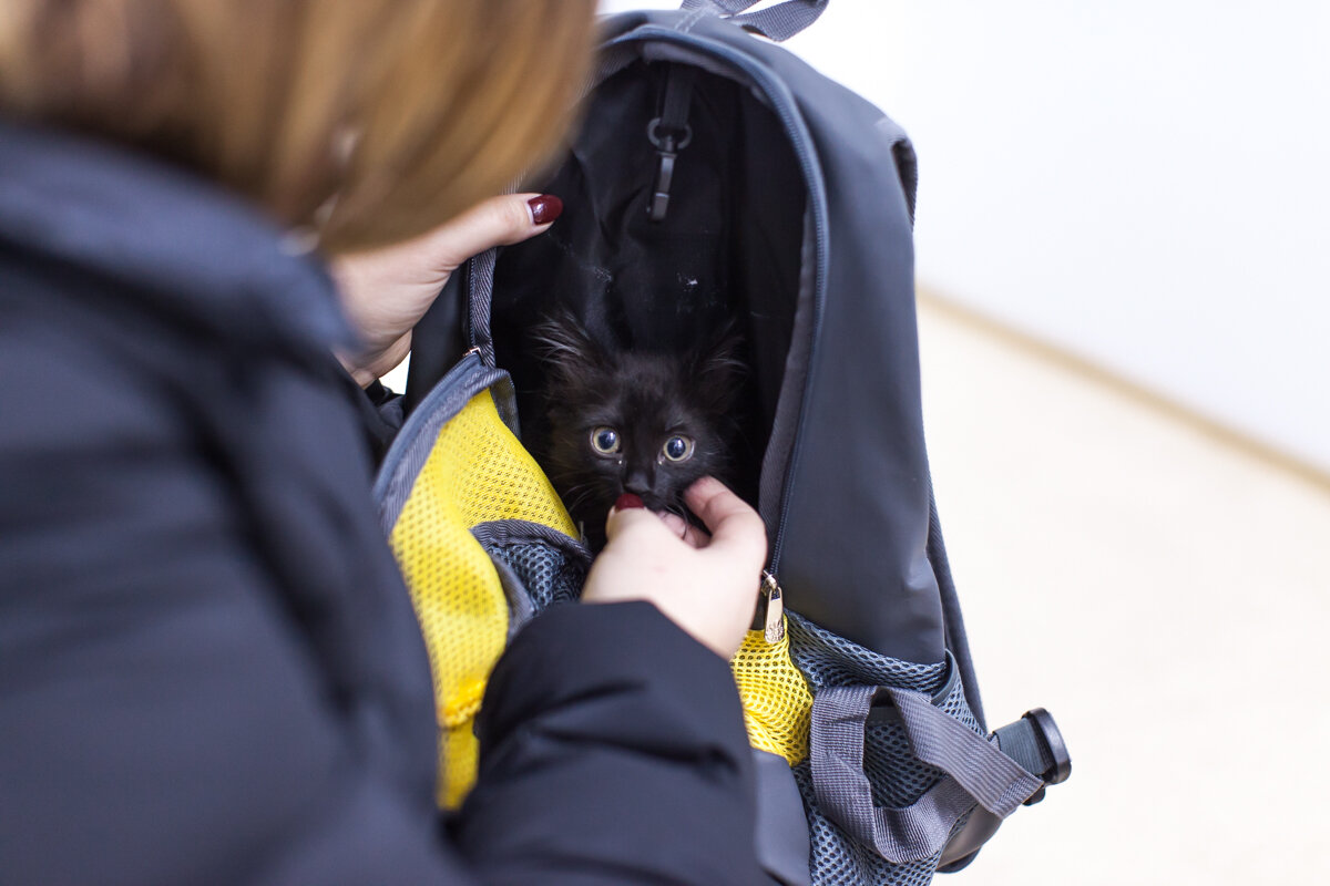 К нам приехали люди забирать выбранного ими котенка