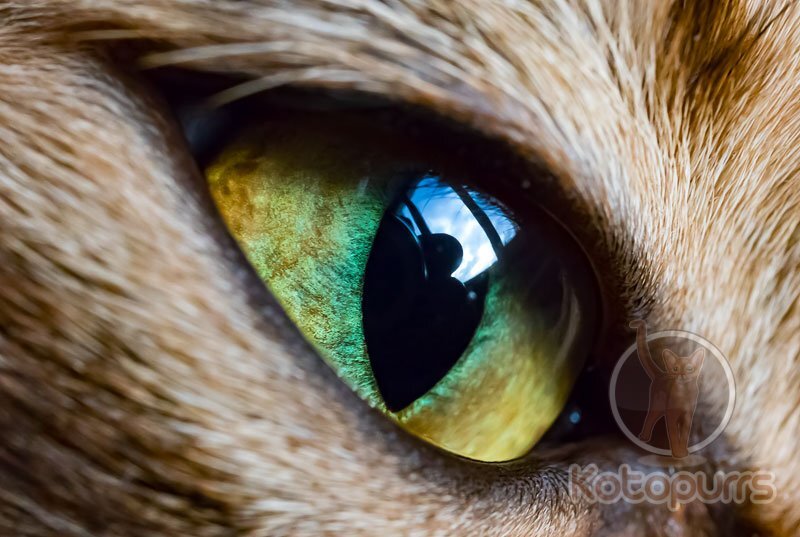 Кошачьи глаза имеет много различий со строением глаз других животных и человека. Часто им приписываются чуть ли не магические особенности. Считается, что пушистики могут видеть в абсолютной темноте.