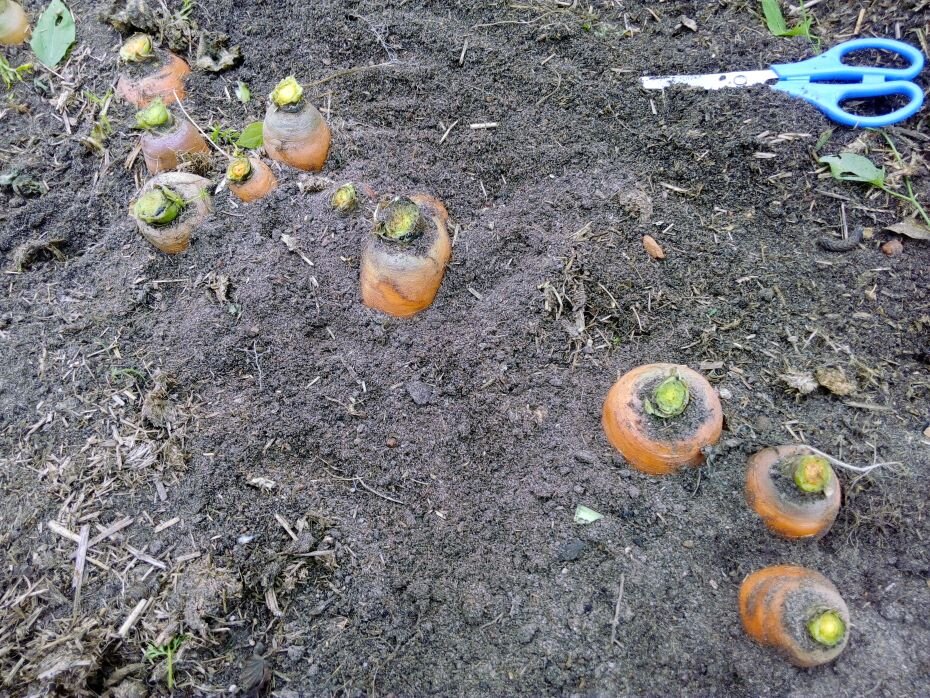 Морковка на грядке ждет первого снегопада. Фото автора