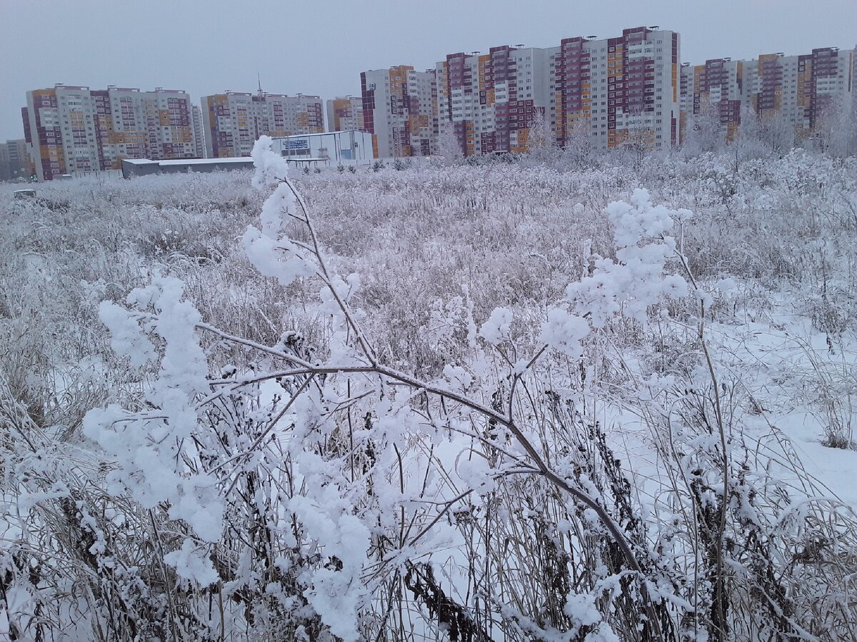 Пустырь. Фото из личного архива.