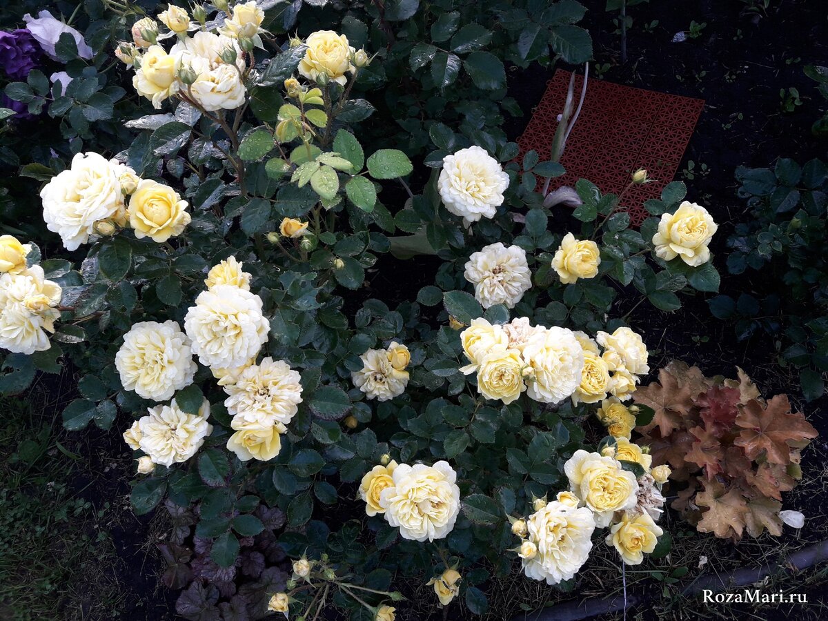 Ани Дюперей