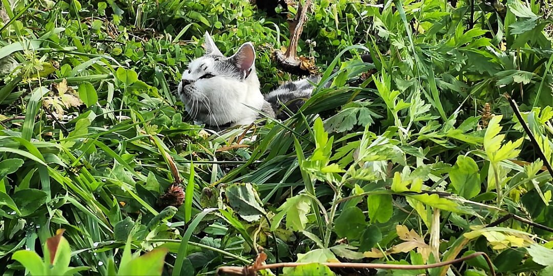 Любимый котик моей дочери. Вся округа в его распоряжении. Котик ,который гуляет ,где ему вздумается.