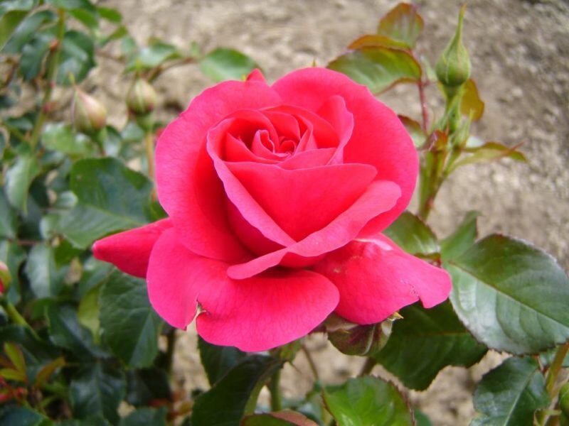 Сорта роз для Костромской области
