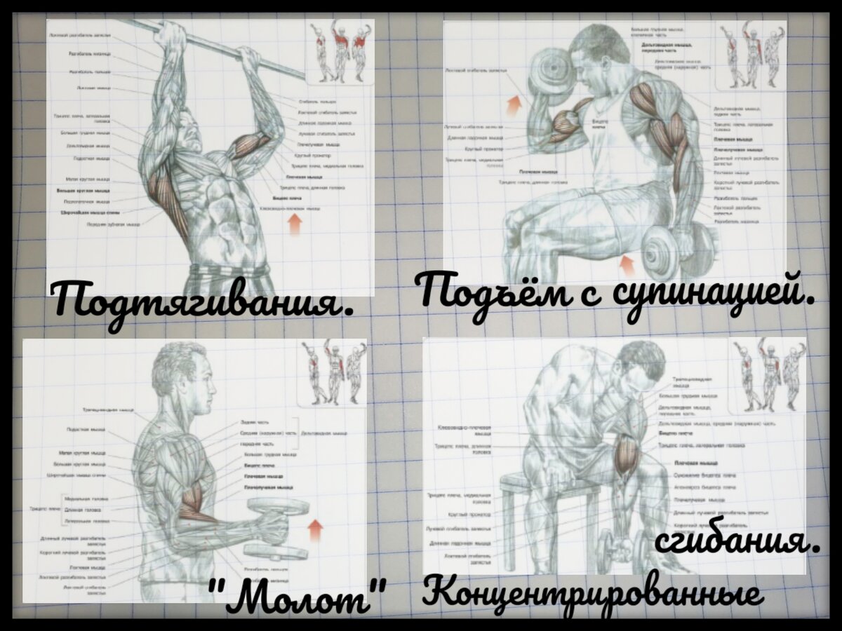 Упражнения для домашних тренировок бицепса. Схемы взяты из книги Ф. Дэлавье "Анатомия силовых упражнений.