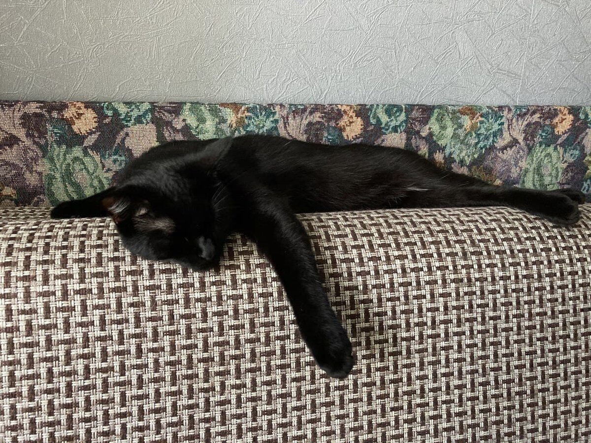 Сэм за день до операции отсыпается