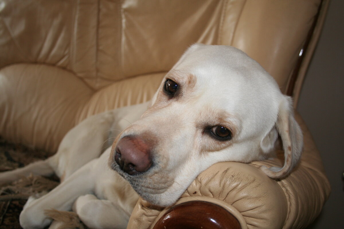 Фото автора. Моя собачччка.