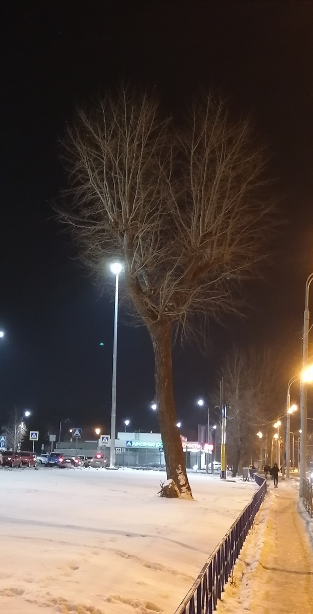Дерево любви!Зима