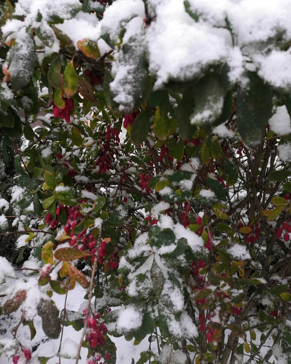 "Барбариски" растут так)