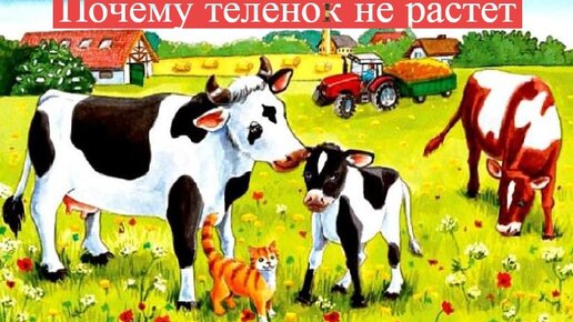 Почему теленок. Почему я не телёнок.