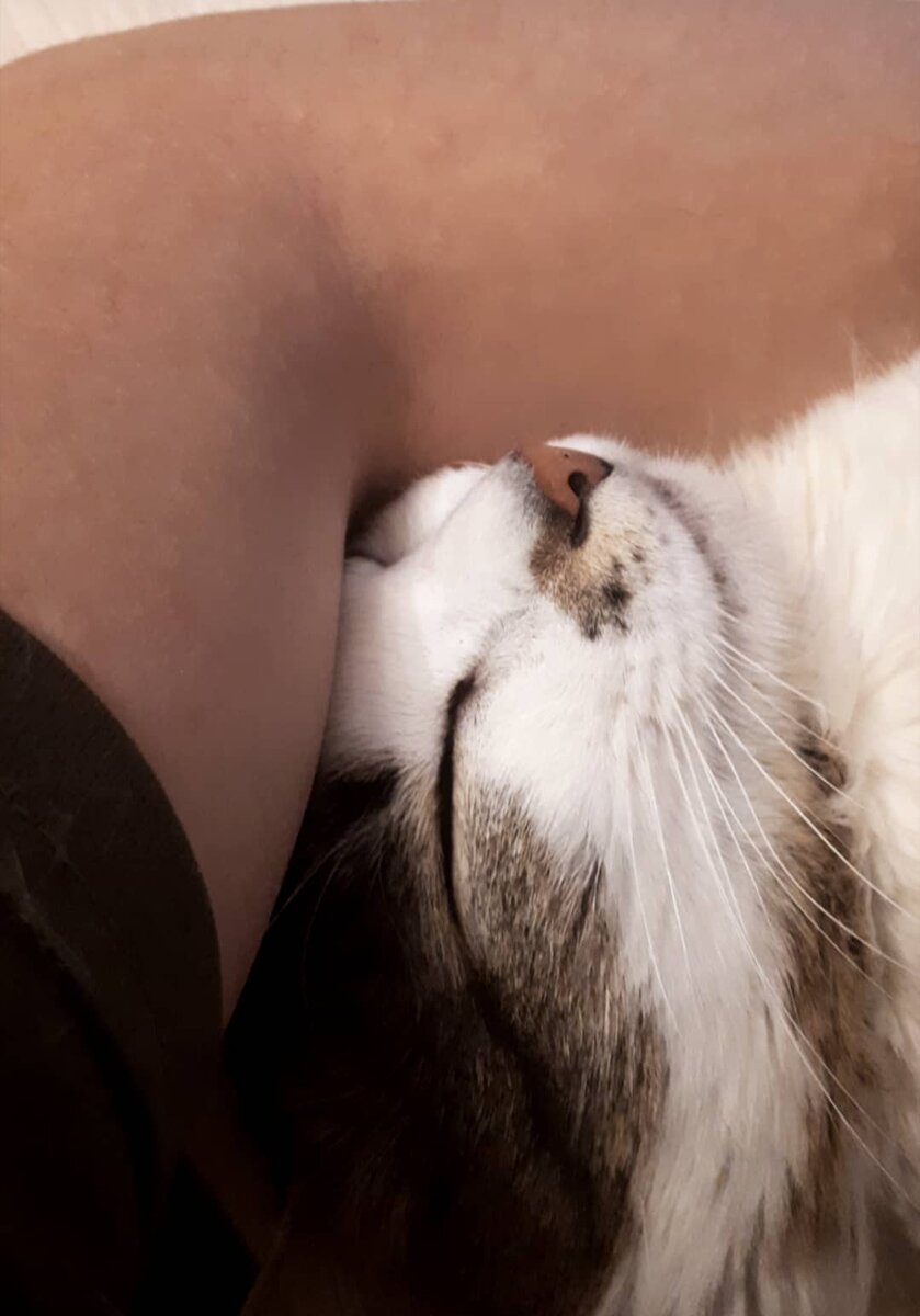 Сытый и довольный