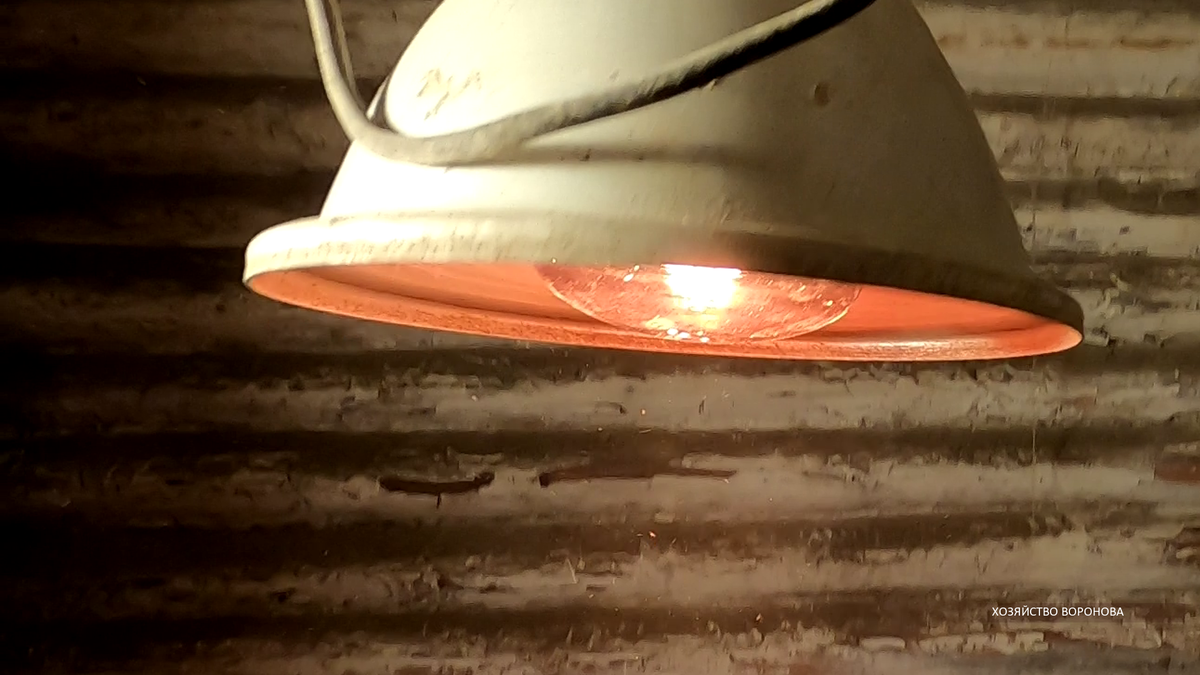 лампа в курятнике