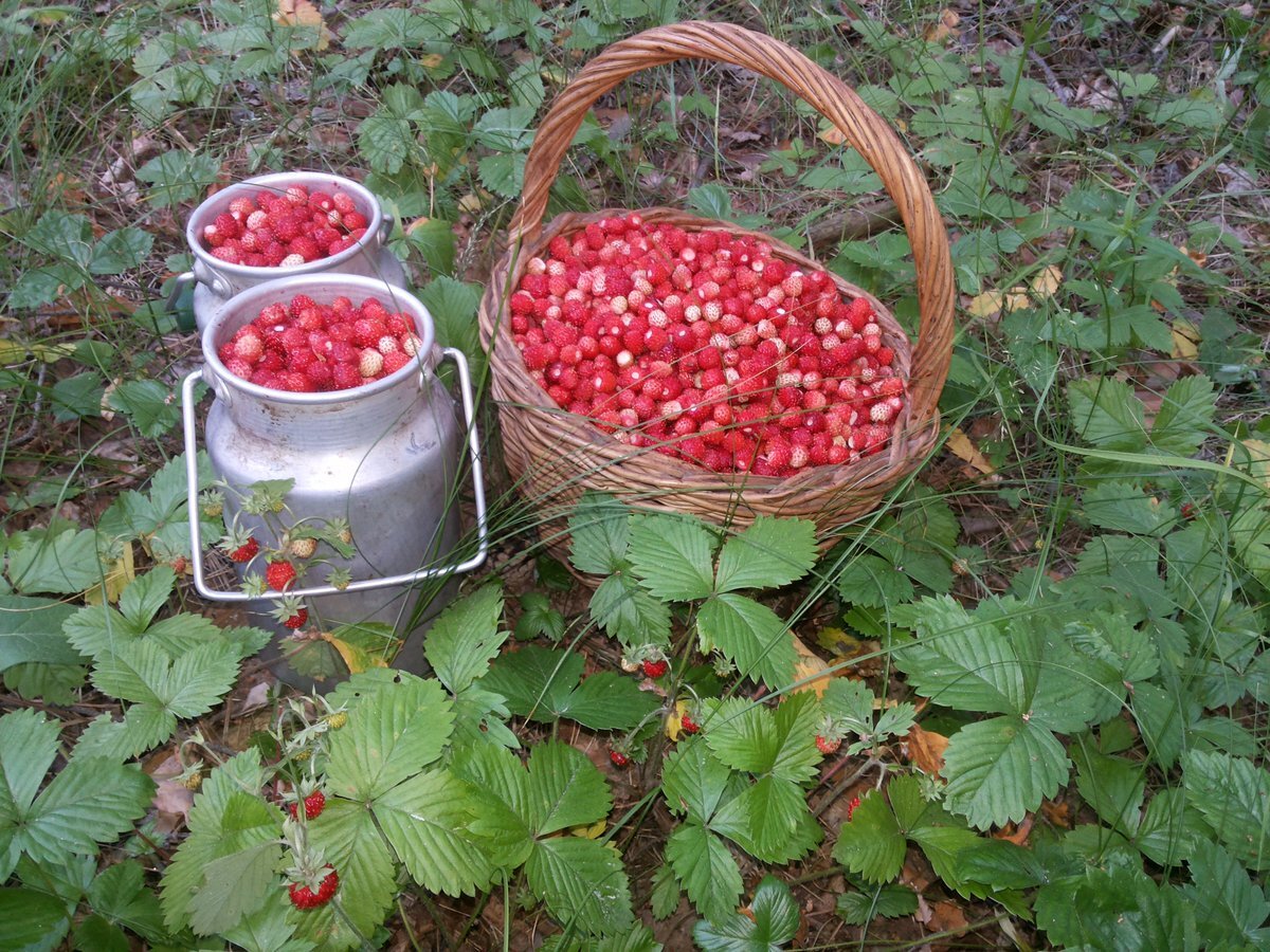 Сбор Лесной земляники