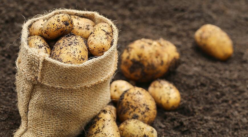 Выращивание картофеля распространенные заблуждения которые могут нанести урон урожаю