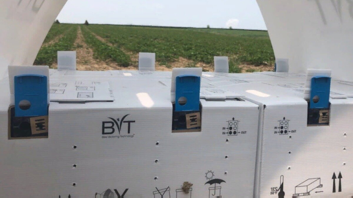 Фото: www.wnif.co.uk Коммерческие ульи BVT для шмелей находятся на поле, где выращивается земляника садовая