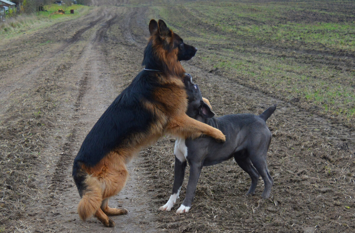 Мои красавчики в дикой природе )))