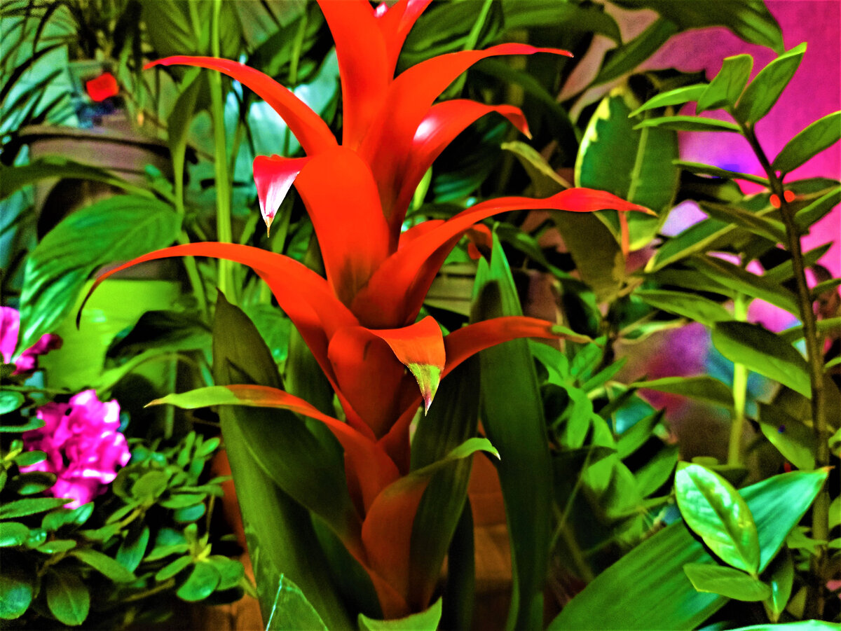 Como hacer florecer una bromelia