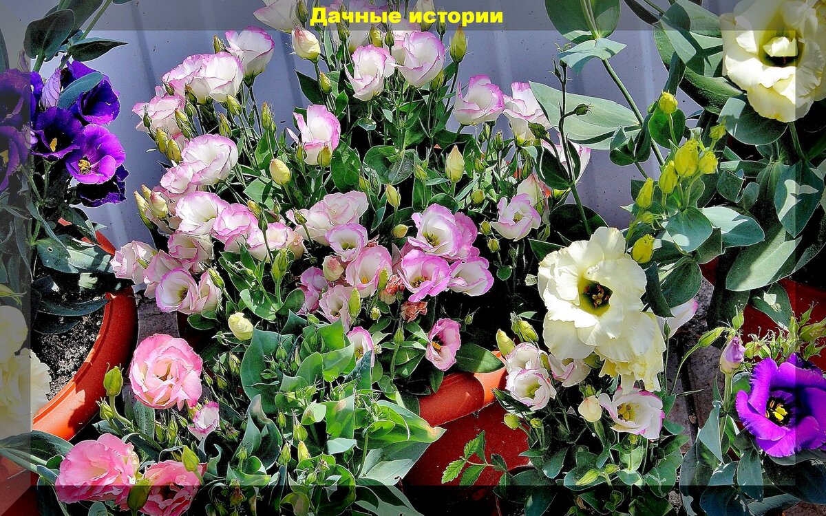 https://vk.com/photo-159774511_457244765