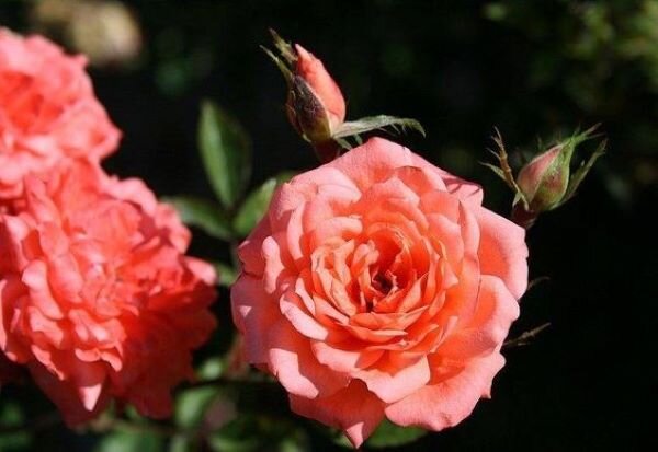 фото взято из интернета 