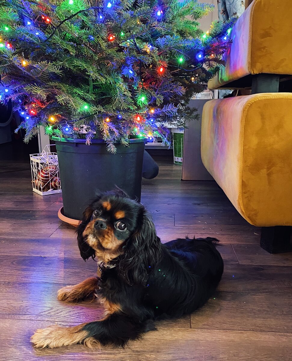Главный помощник 🎄