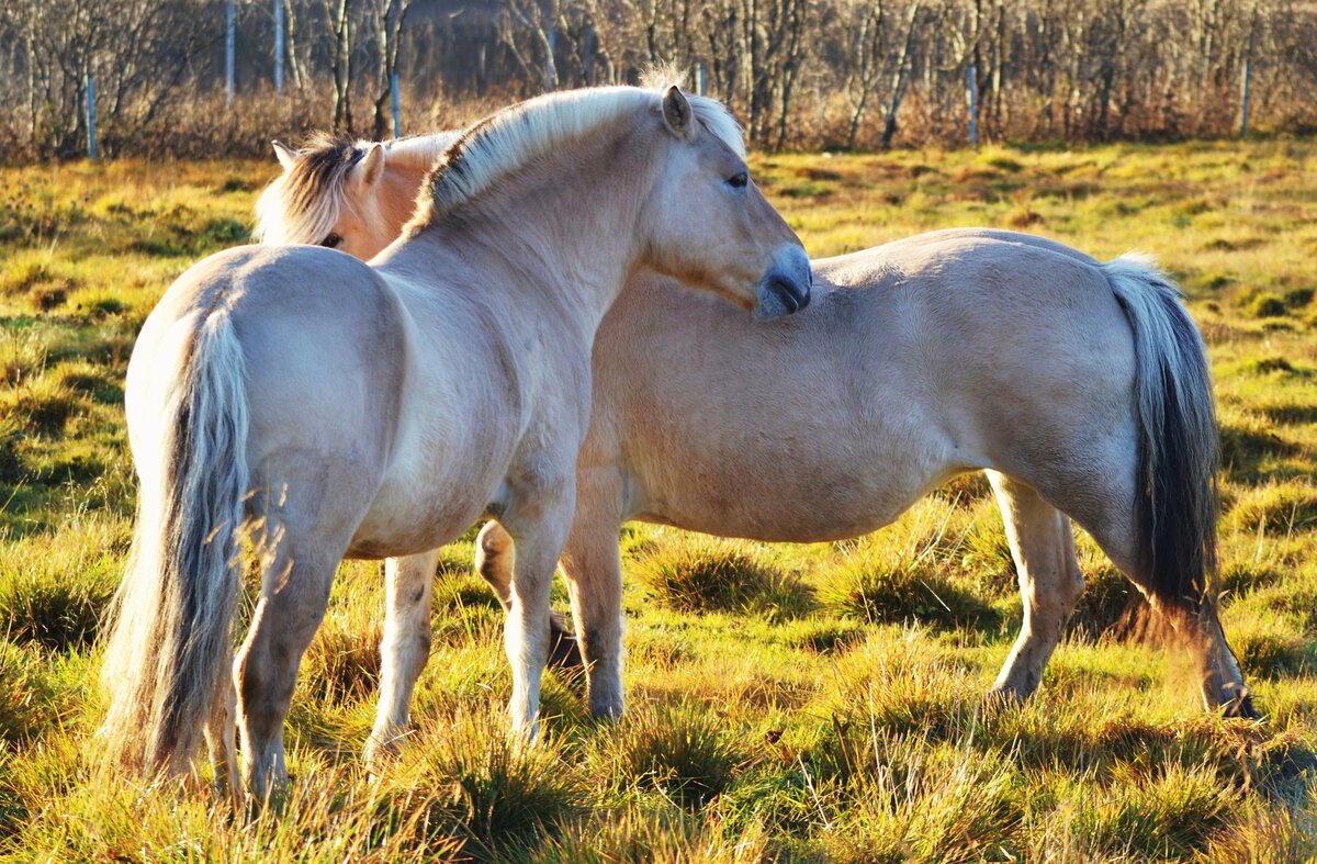 Нужны лошадки. Лошади породы Фьорд. Фьорд лошадь порода лошади. Фьорд пони. Норвежский Фьорд порода лошадей.