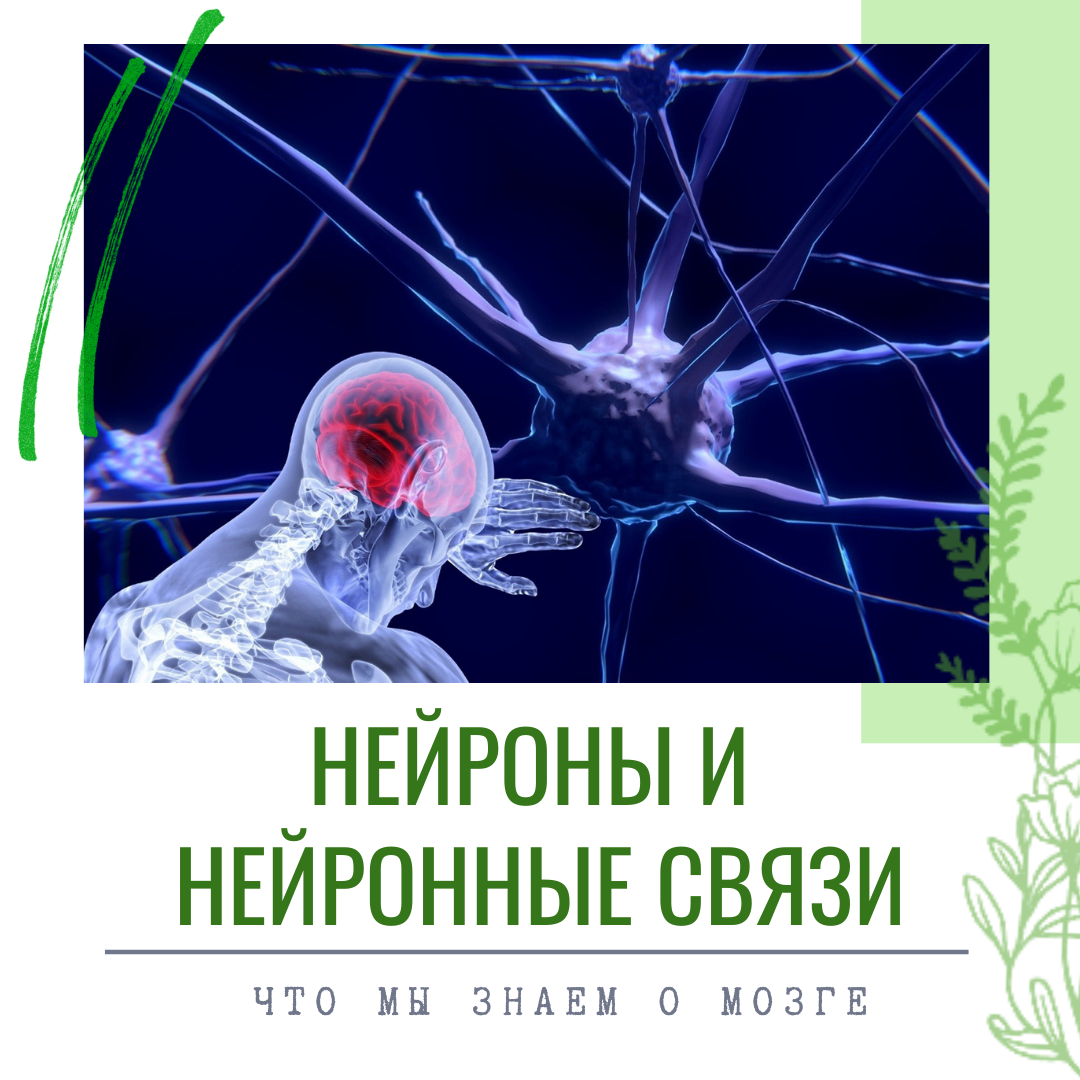 Нейронные сети полный курс саймона хайкина. Нейронные связи. Связь нейронов. Нейронные сети книга. Либерман Нейроны.