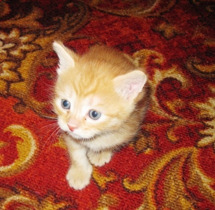 Удачно переехал в деревню!)