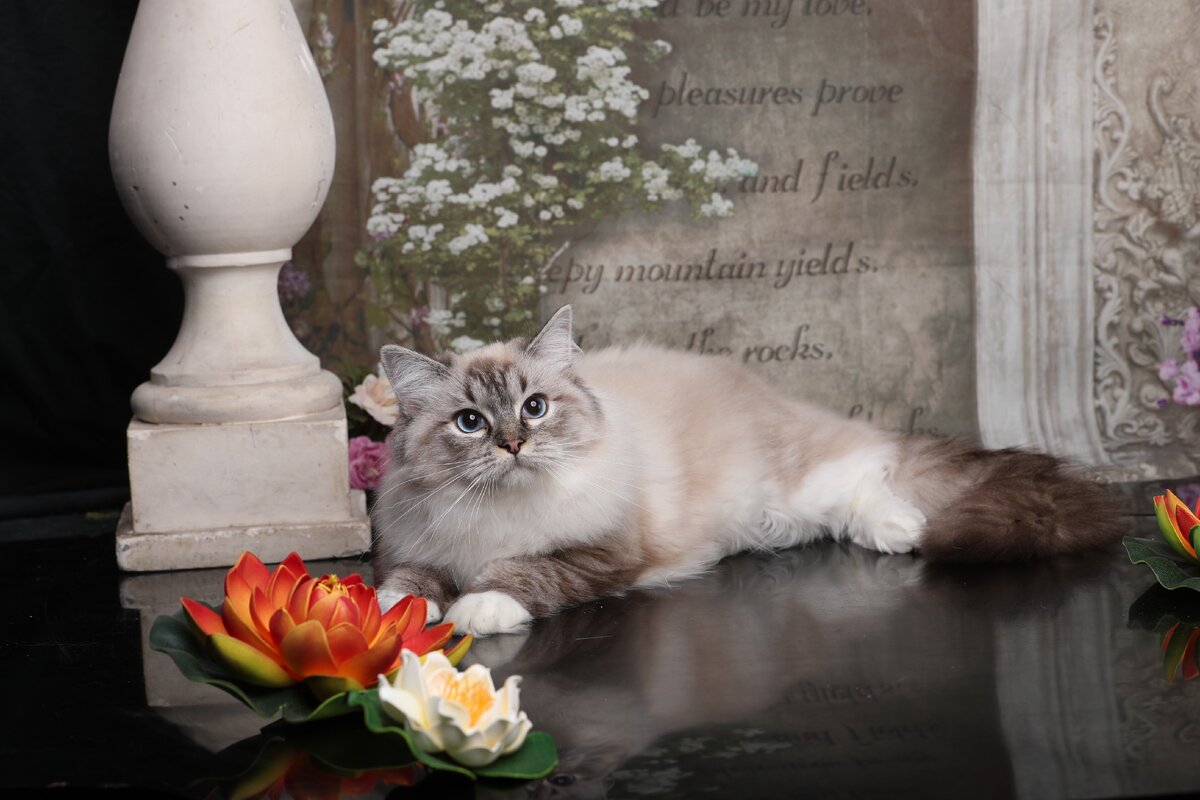 Scarlett Valley Tuberose, кошка рэгдолл окраса сил линкс миттед 