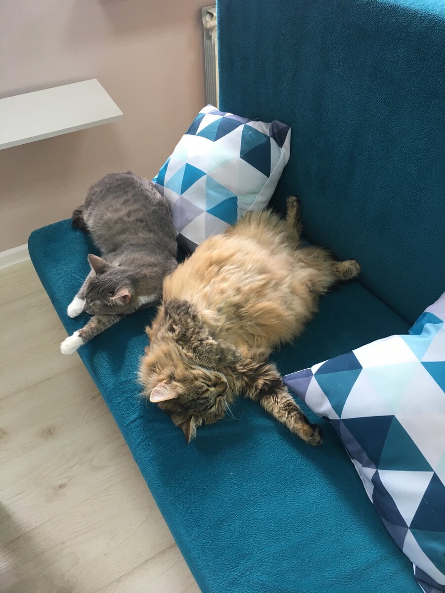 Кошачье царство