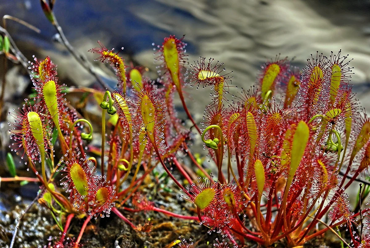 Росянка /  Непентес